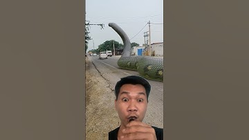 Úi là trời con rắn khổng lồ #sanke #trending #viralvideo