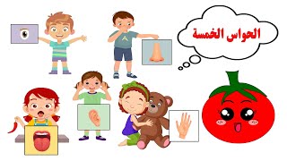 الحواس الخمسة -تعليم الحواس الخمسة للأطفال - باللغة العربية - مع تمارين