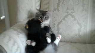 Russian Siberian Cat Cleans her Favorite Friend, a Teddy Bear...