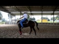 Treinamento de Cavalo - Exercicio para iniciação do spin