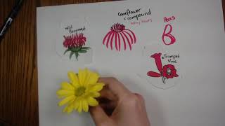 Identifying Wildflowers