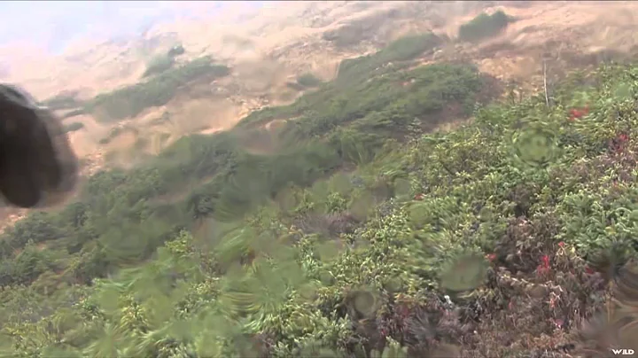 Hard Core Hunter - Back Country Newfoundland