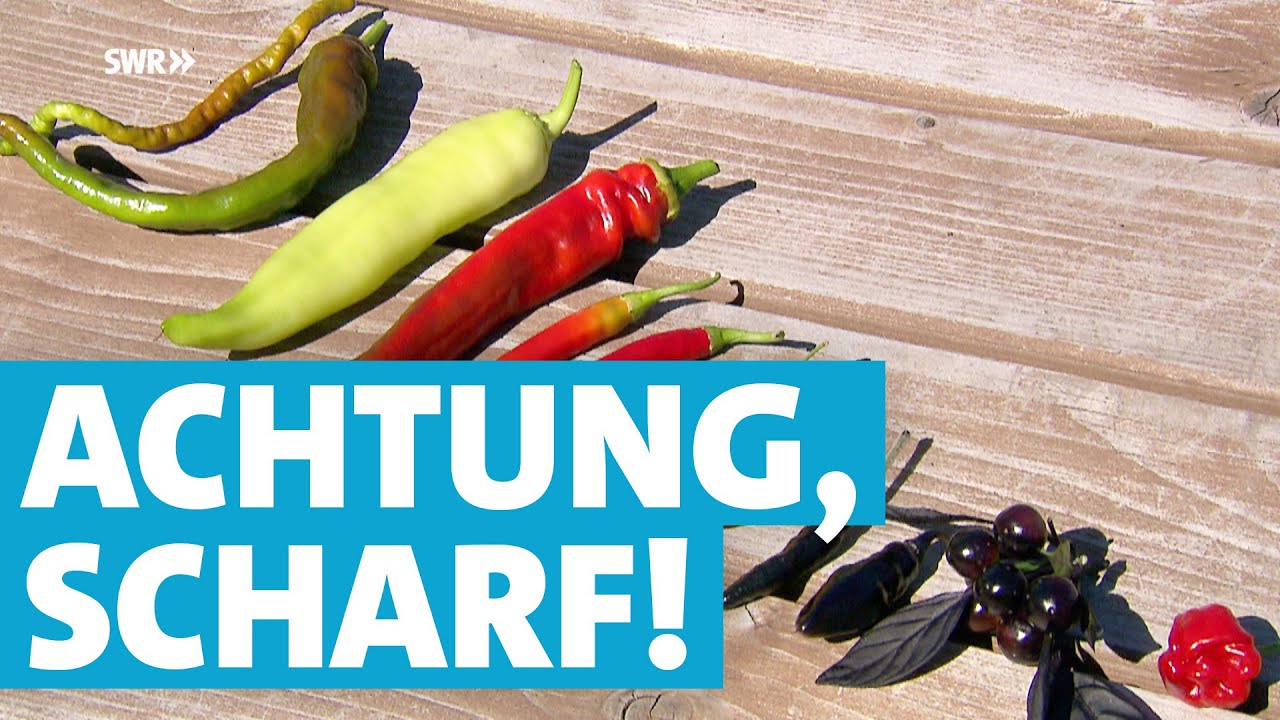 Chili - alles was Sie über die scharfe Schote wissen ...