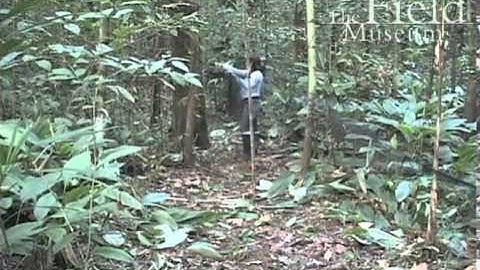 Video Journal #4: Mist Netting Birds Along the Rio Mapari