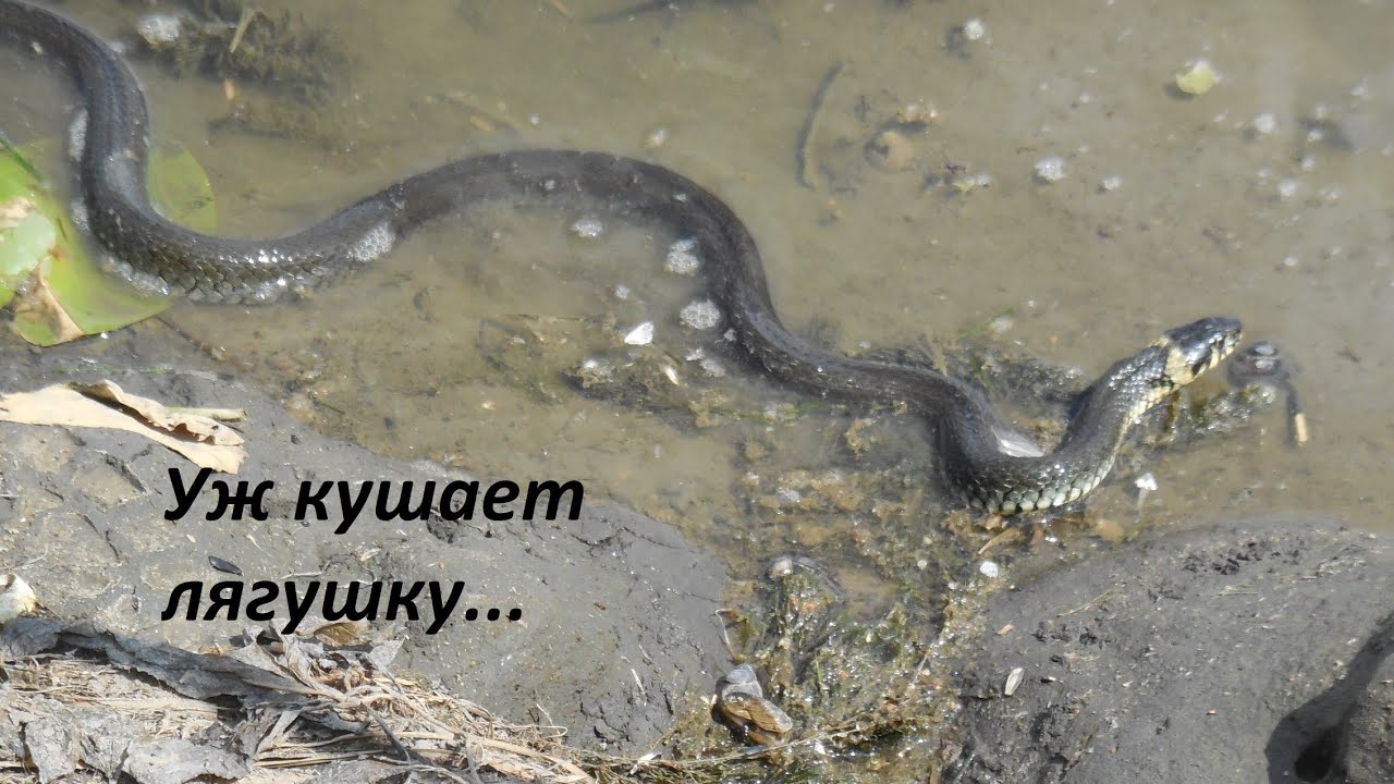 Ужи питаются лягушками. Уж и лягушка. змея ест лягушку видео. ужи они жрут своих детей.