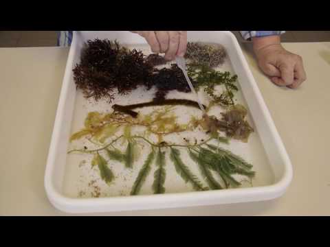 How to preserve seaweeds