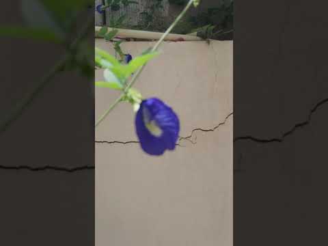 ازهار فراشة البازلاء الزرقاء