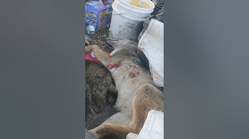 double coyote catch in snares