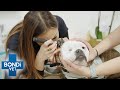 Poor Dog Won’t Stop Scratching Himself 😥 | Bondi Vet