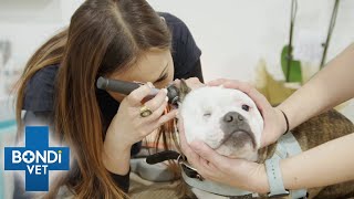 Poor Dog Won’t Stop Scratching Himself  | Bondi Vet