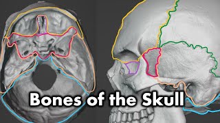 Bones of the Cranium and Face by Anatomy Hero 4,179 views 7 months ago 6 minutes, 55 seconds