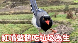 Red-billed magpie lost 5d  ate trash  found dirty [[masked bird bro]]