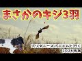 【狩猟】1日でキジ3羽と遭遇！いよいよだいふく覚醒！！