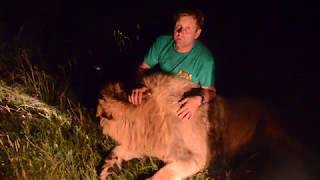 ЭКСТРИМ  ВИДЕО !!! Ночь в Саванне , КОРМИМ ЛЬВОВ !! Feeding lions in the dark