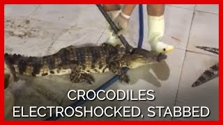 Footage Shows Crocodiles Skinned For Louis Vuitton Leather Bags