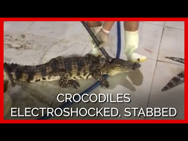 Footage Shows Crocodiles Skinned Alive For Louis Vuitton Purses