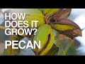 Pecan  how does it grow