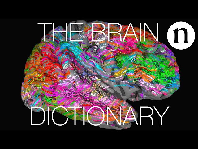 The brain dictionary