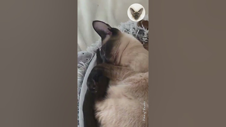 Can you sleep with your eyes open? 😊😮😊 cats sleep together | oriental cats | cat family 😊