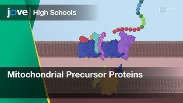 Mitochondrial Precursor Proteins | Cell Bio | Video Textbooks - Preview