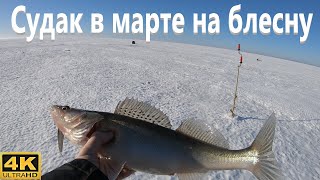 Зимняя ловля судака на блесну в марте. Зимняя блесна на судака.