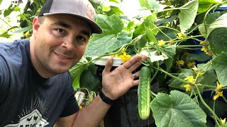 Growing Cucumbers in a 5 Gallon Bucket without Soil