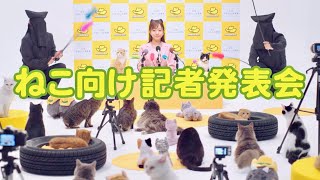 2022年2月22日は超・猫の日!?猫の安全を守る「猫飛び出しサイン」を設置！イエローハット「全国交通にゃん全運動」CM