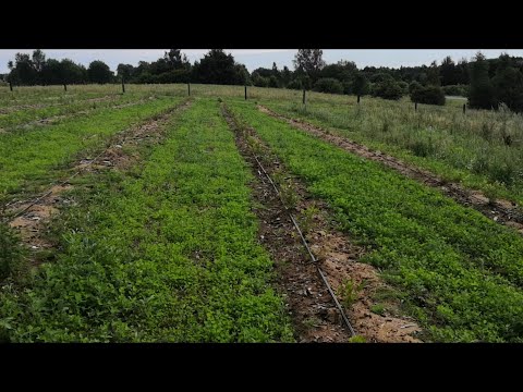 Закладка плантации голубики - часть 4-я, не последняя)