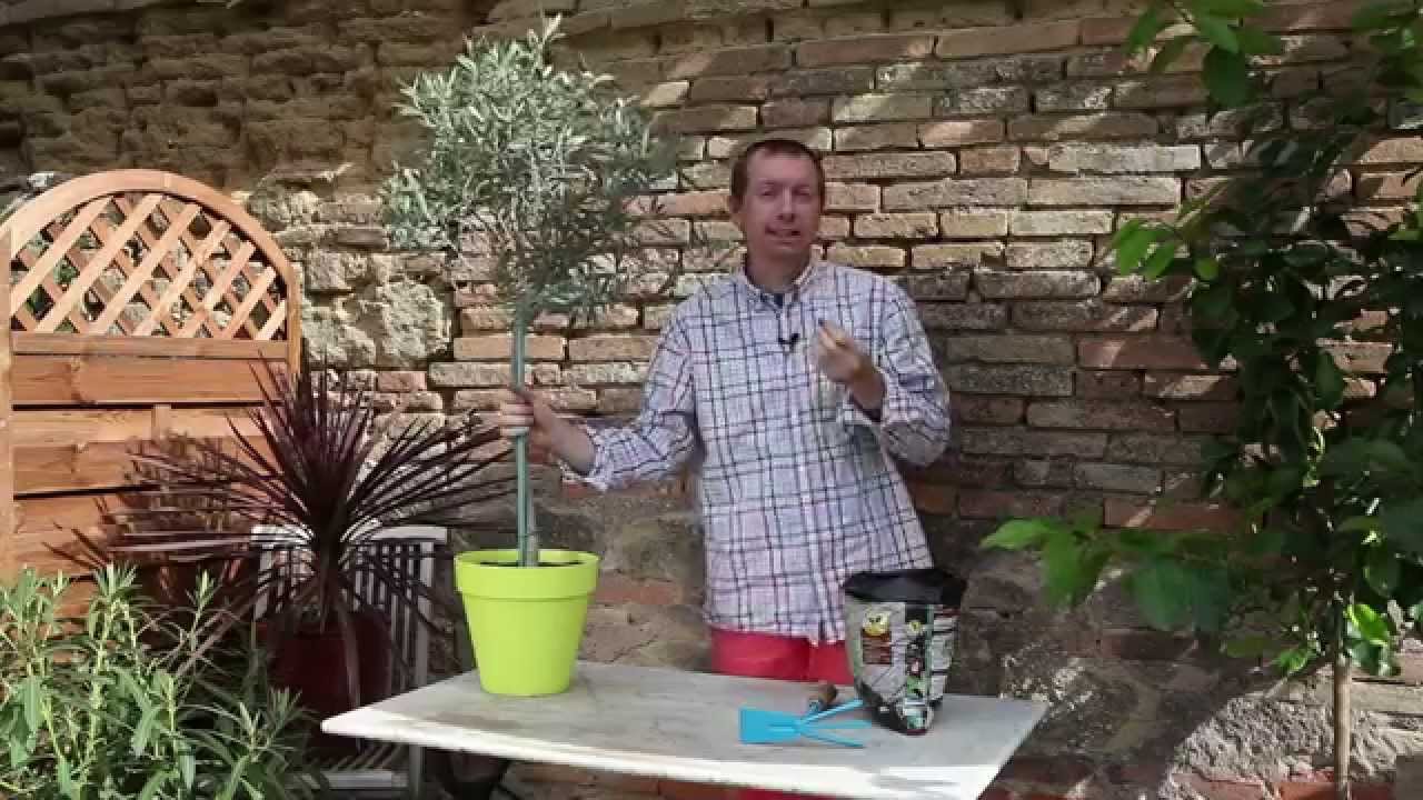 Comment surfacer un olivier  en pot  YouTube
