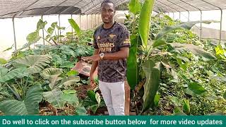 Our First Snail Farm Green House Project in Cameroon