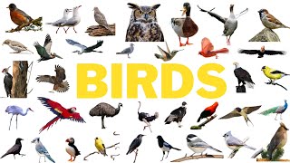 Birds🕊️🦇🦚🦆 with real image and videos📸