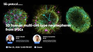 3D human multi-cell-type neurospheres from iPSCs