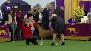 Boxers | Breed Judging 2019