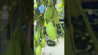Natural mango #organic #organicfarming #mango #natiralmango #freshfruits #fruitlover #nature