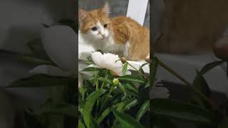 котики любят цветы