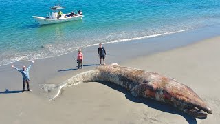 We Found a Giant Whale on the Beach in the Middle of Nowhere Mexico (Catch Clean & Cook)