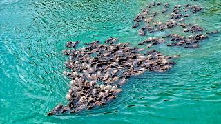 Buffalo crossing spectacle in SW China becomes tourist magnet