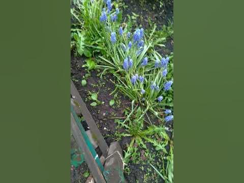 Гадючий лук - YouTube