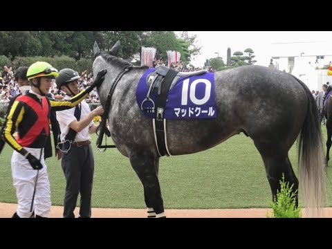 【スプリンターズS2023】瑠星の気合いのポンを受けるマッドクール、ジュビリーヘッドとぶつかりそうに！