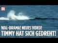 OSTSEE: Wal-Drama! Timmy hat sich gedreht! Zwölf-Tonnen-Koloss kämpft ums Überleben!