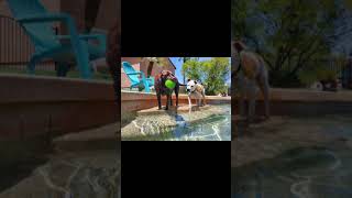 Exercise for older dogs. Pool time.  Slow motion underwater. by BiologySoon 39 views 3 years ago 1 minute, 38 seconds