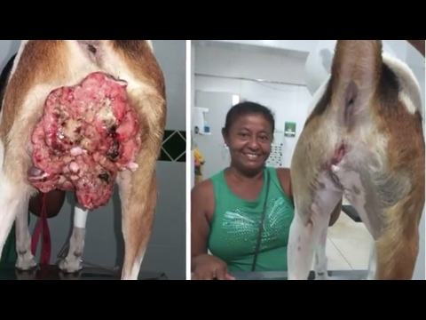 Vídeo: Cirurgia Plástica Para Animais
