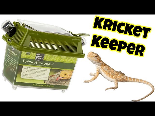 TheChanClan: Lee's Large Kricket Keeper, Cricket Holder Demonstration &  Review 