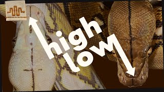 Celebrity Snow Sunfire VS Sunfire het Snow | WHICH SNAKE IS THE BEST? Wealth