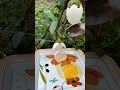 زراعه البيض مثل النباتاتEgg Farming Like Plants زراعه البيض مثل النباتاتEgg Farming Like Plants