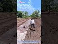 Water's Path Cleared: How Traditional Raking Ensures Life-Giving Flow to the Fields