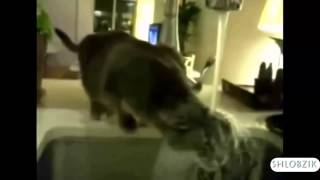 Коты, кошки, котэ приколы новые свежие, ржач, угар, юмор я плакал Октябрь Ноябрь 2013 Коты, кошки, котэ приколы новые свежие, ржач, угар, юмор я плакал Октябрь Ноябрь 2013