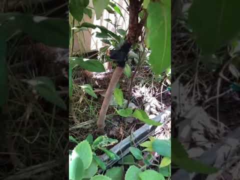 فيديو: معلومات يوكا باكاتا - كيفية زراعة نباتات الموز يوكا