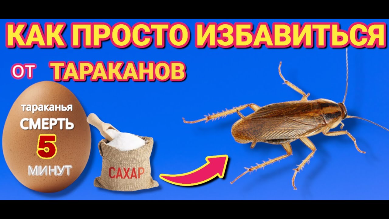 КАК ИЗБАВИТЬСЯ ОТ ТАРАКАНОВ самый простой и быстрый способ