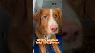 Keep scrolling if you don’t like Toller screams  #funnydog #dogshorts #toller